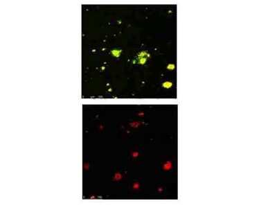 Immunocytochemistry/ Immunofluorescence: beta Amyloid [Pyro Glu3] Antibody [NBP1-44048]